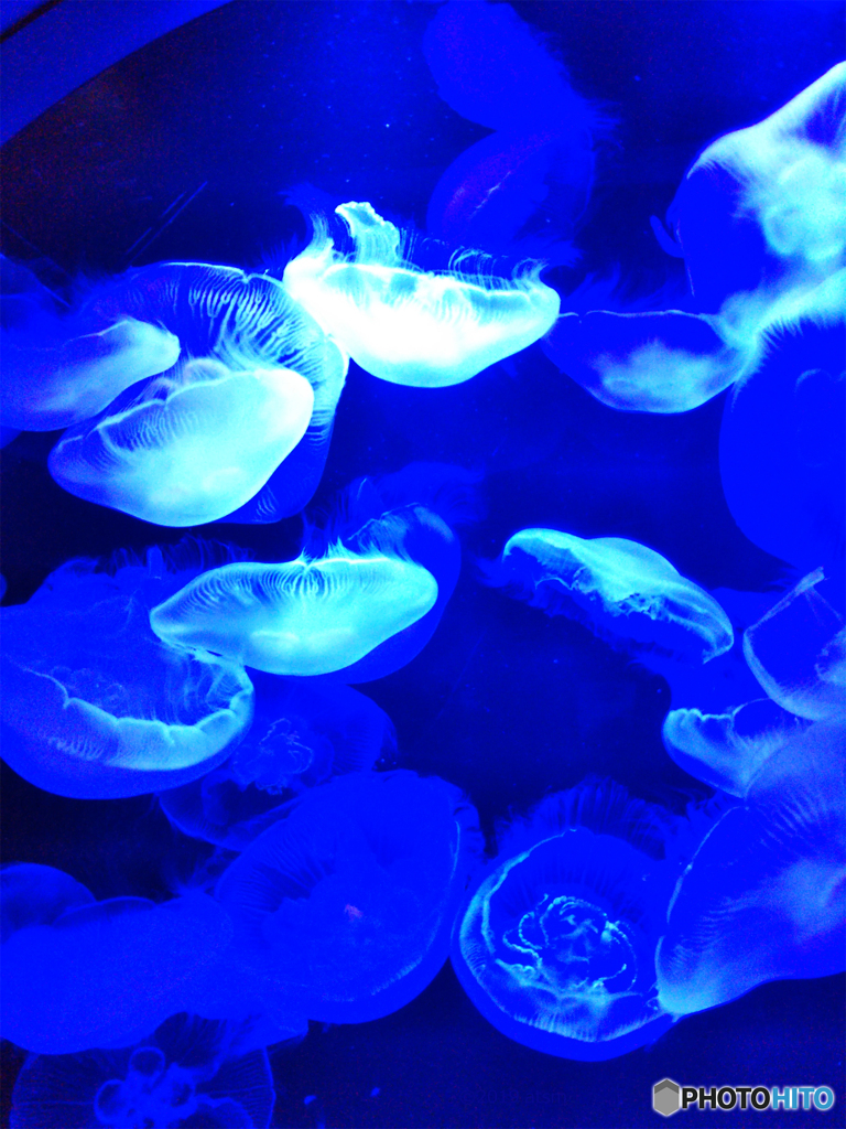 海月 2019年