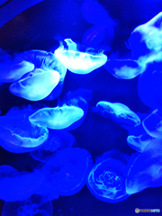 海月 2019年