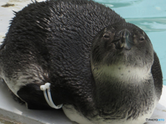 人鳥 2019年