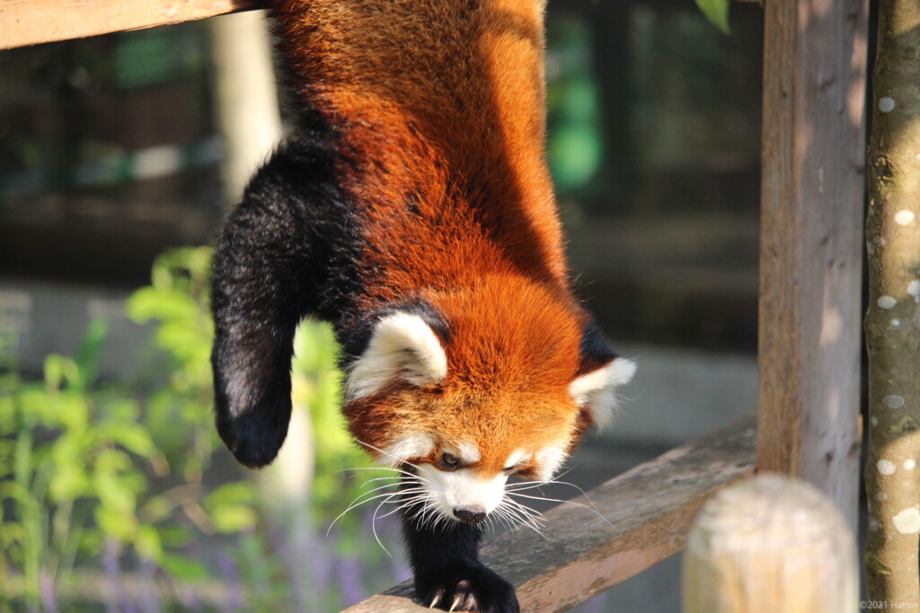 軽々しい（レッサーパンダ）