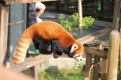 跳んだ（レッサーパンダ）