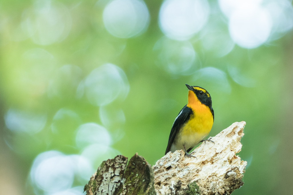 木漏れ日とキビタキ