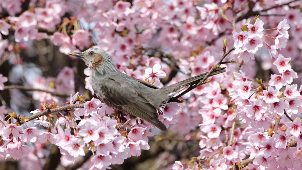 桜の゙木で獲物を探すヒヨドリ