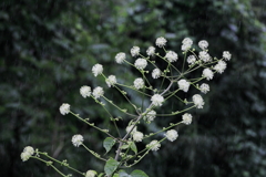 小雨の花