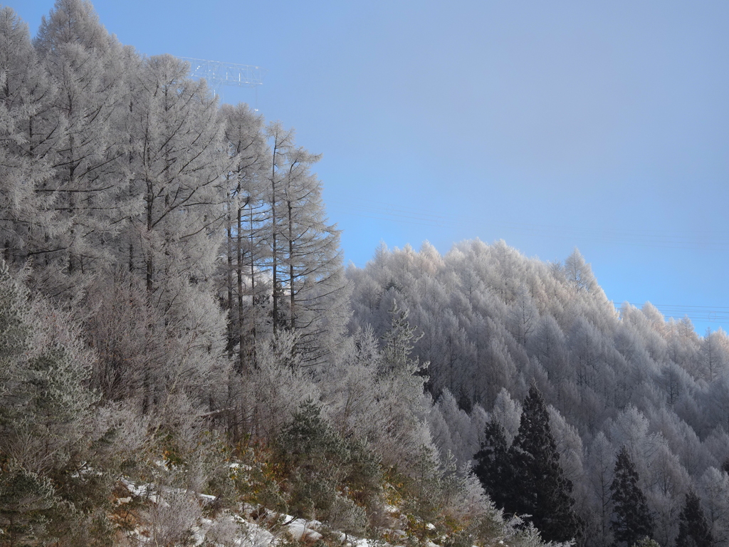 峠の樹氷
