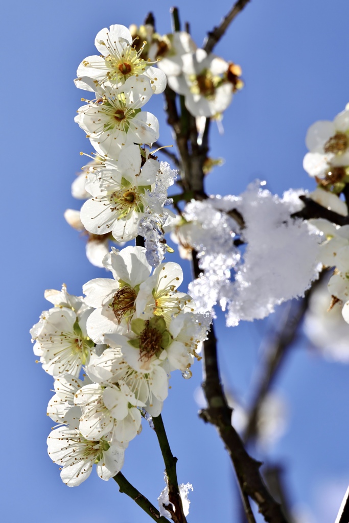 白梅と雪