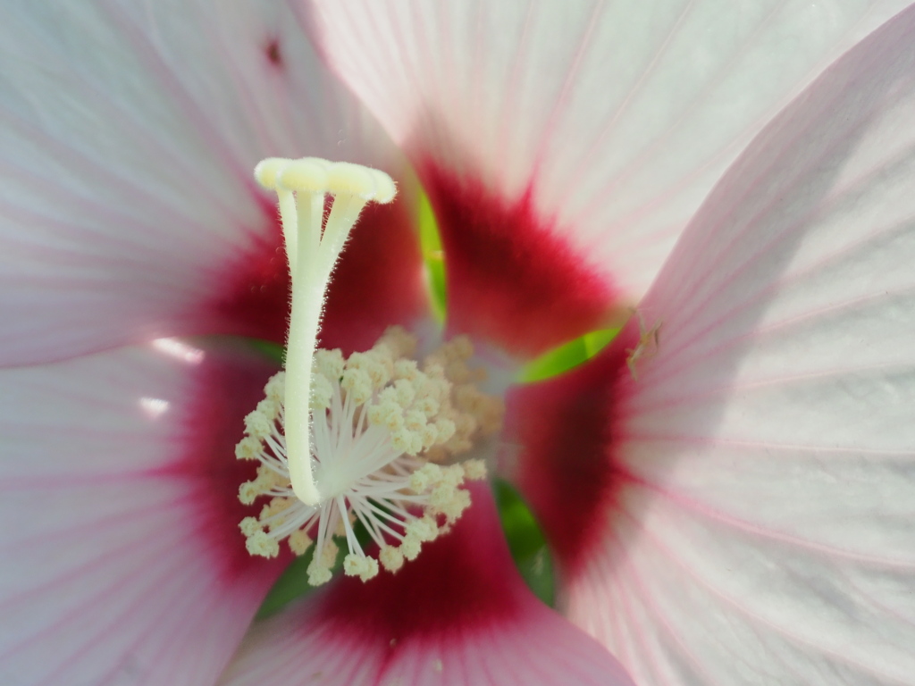 P7231515