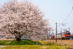 桜と貨物列車