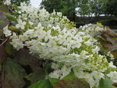 白い花の群れ