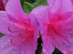 雨の後で