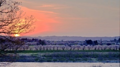 去年の桜と夕日