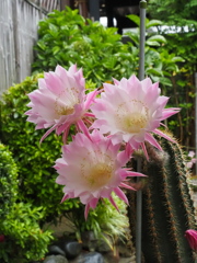 サボテンの花