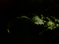 雨にうたれた葉