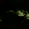 雨にうたれた葉