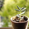 かわいい観葉植物