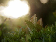 照らされる植物