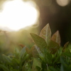 照らされる植物