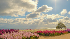 花・海・空