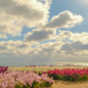 花・海・空