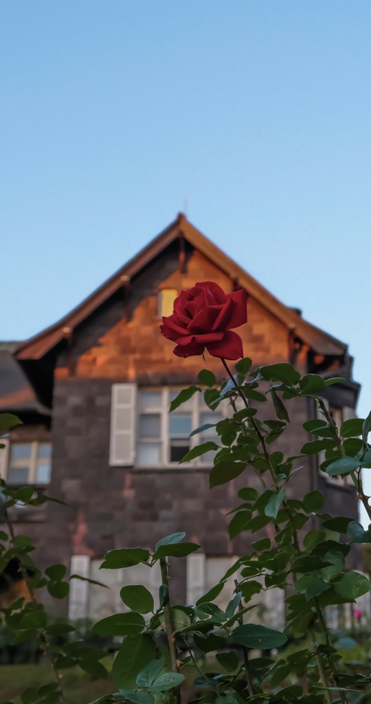 薔薇