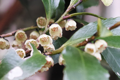 何の花でしょう、それなりにかわいい~