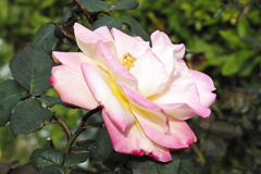 くたびれた、ばら