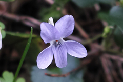 タチツボスミレ