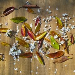 シリーズ /落葉「夢のかけら」