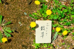 シリーズ「日本の言葉」の「書」「鼓草(つづみぐさ)」