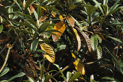 下葉が紅葉する琵琶