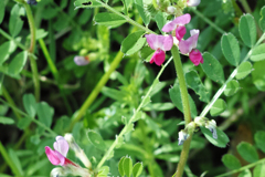 カラスノエンドウ