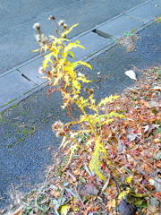 「日常にひそむ特別」2