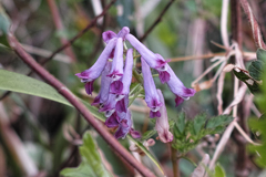 ムラサキケマン草