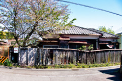 廃屋の桜、葉桜に移りつつ、、、