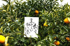 朝日まぶしい餅をいただく　山頭火