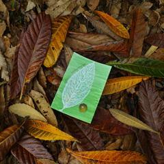 シリーズ /落葉「落葉の上のおちば」4