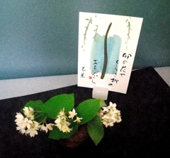 卯の花俳句