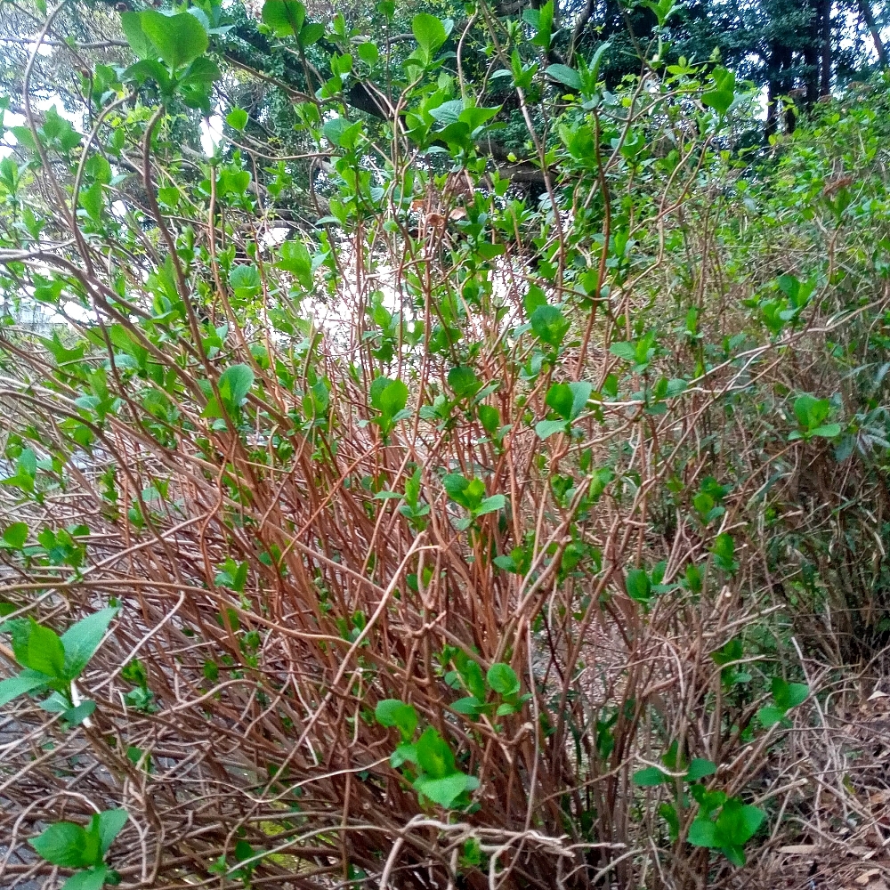 あじさい芽吹き