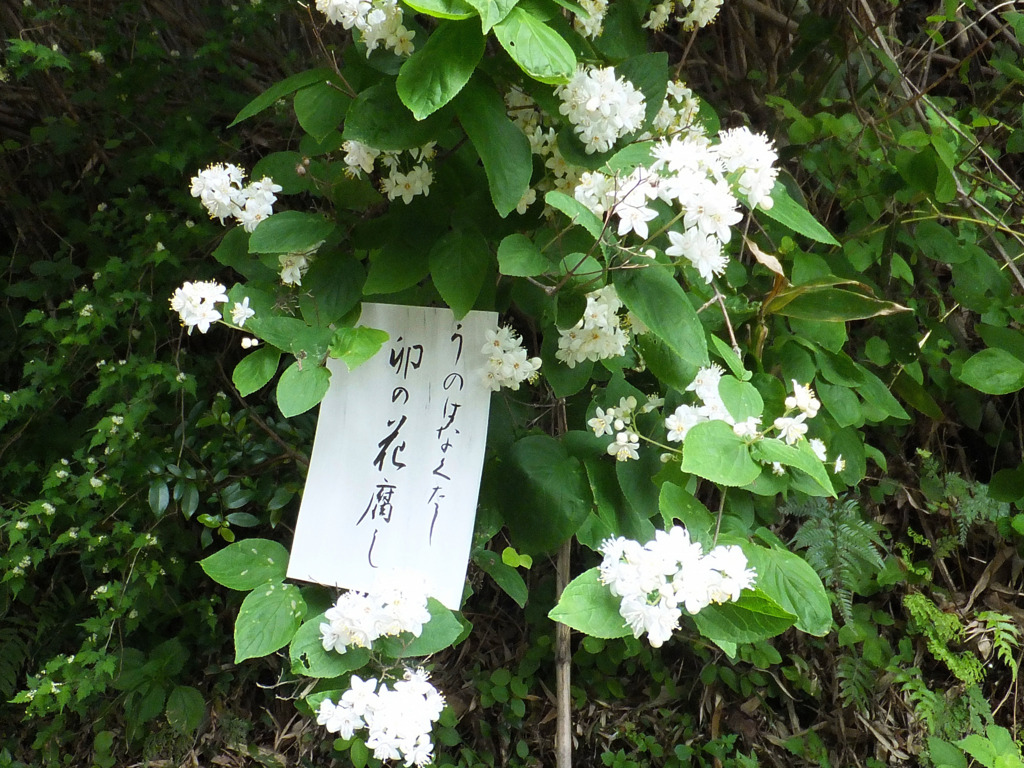 卯の花くたし