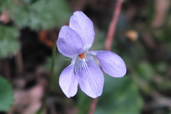 タチツボスミレ