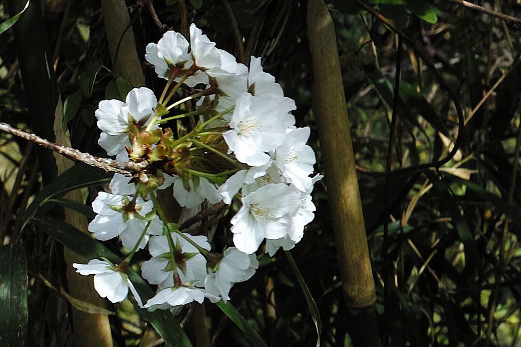 梨の花