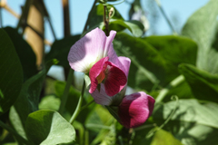 絹さや豌豆の花