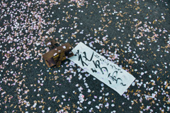 シリーズ「日本の言葉」「花吹雪」