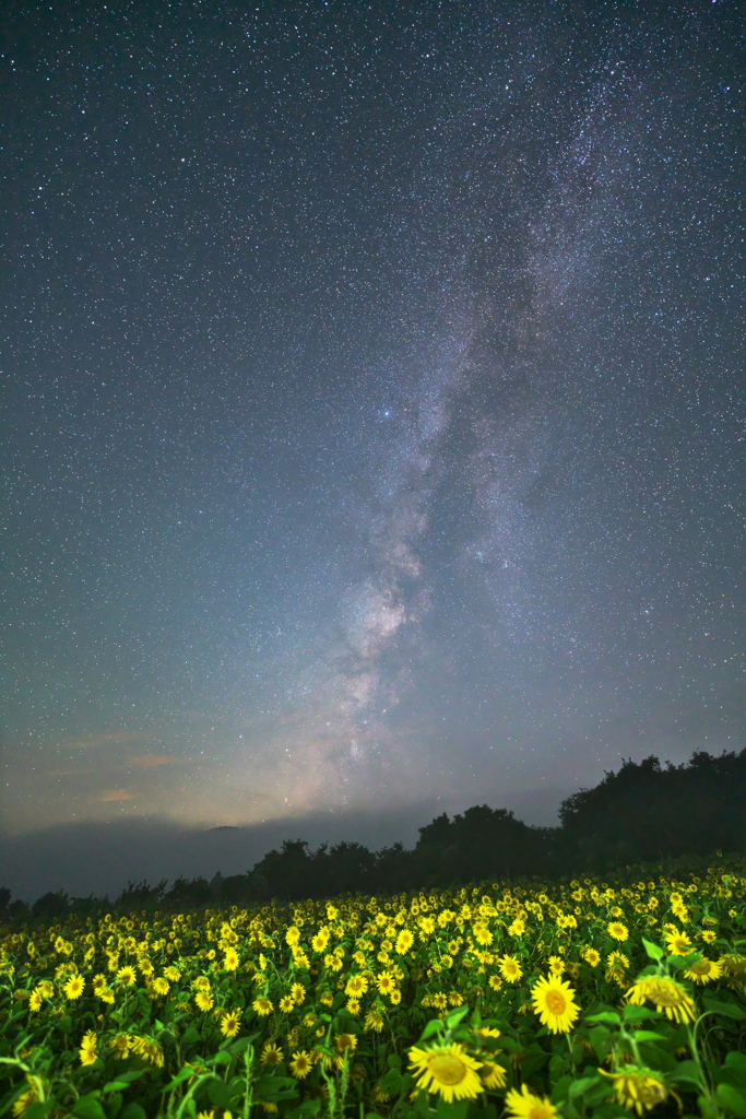 ひまわりと天の川