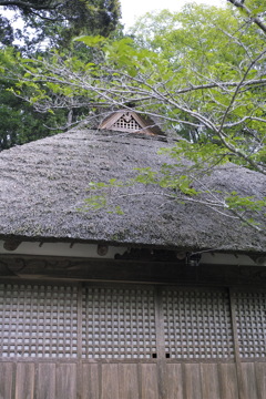 昔からここに居ます