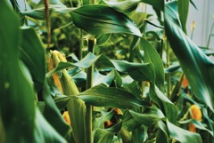 トウモロコシ