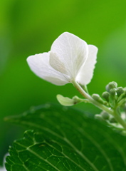 下から紫陽花