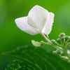 下から紫陽花