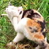 かゆそうだね、ミケ。
