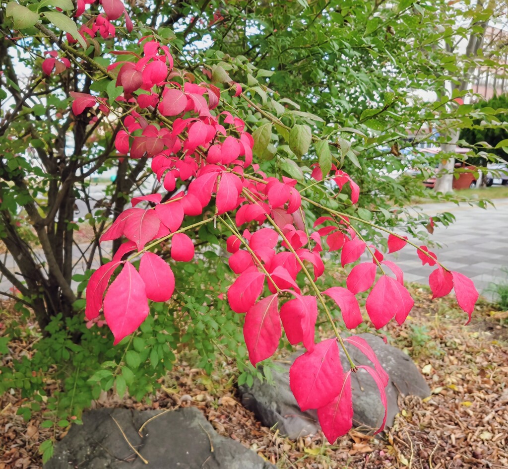 秋深し